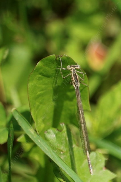 Platycnemis pennipes - széleslábú szitakötő