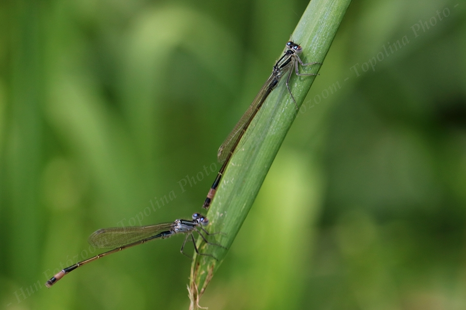 Ischnura elegans pontica - kéköves légivadász