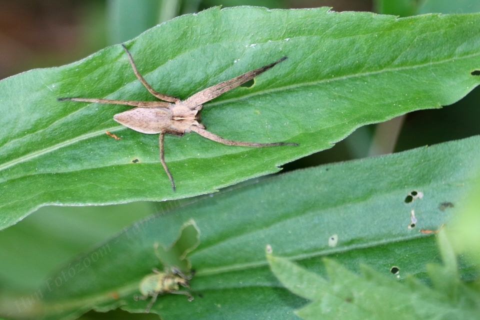 Pisaura mirabilis - csodáspók