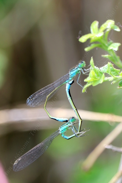 Ischnura elegans pontica - kéköves légivadász