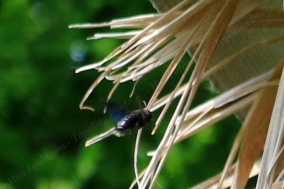 Xylocopa