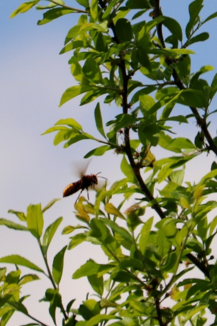 Vespa crabro - lódarázs