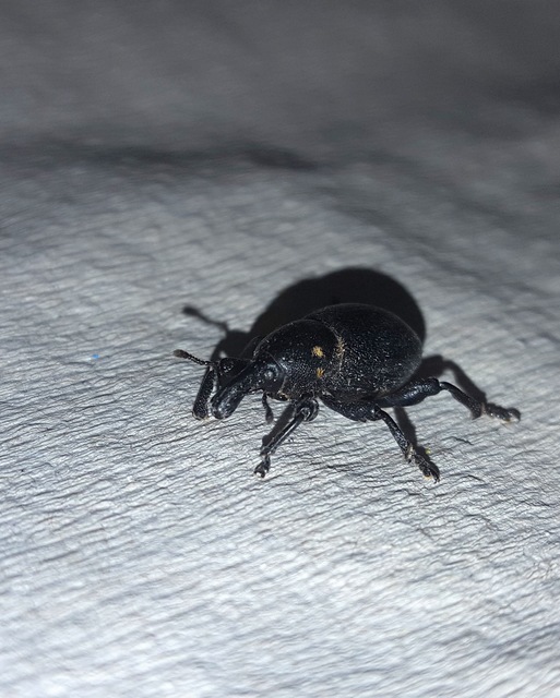 Liparus coronatus - kis turbolyaormányos