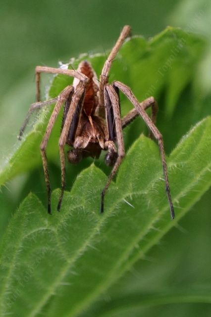 Pisaura mirabilis - csodáspók