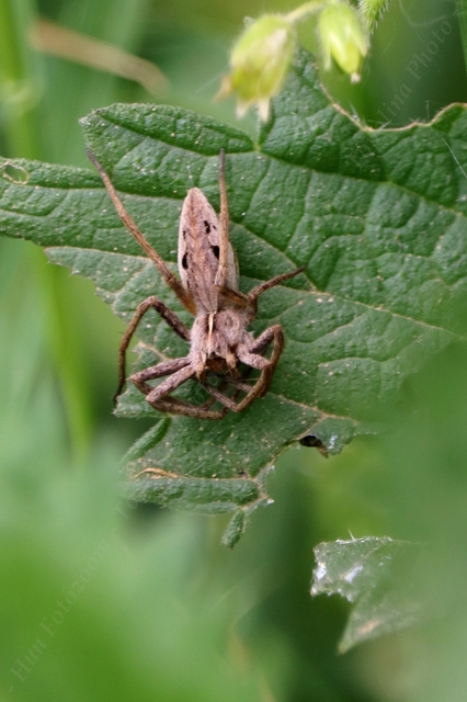 Pisaura mirabilis - csodáspók