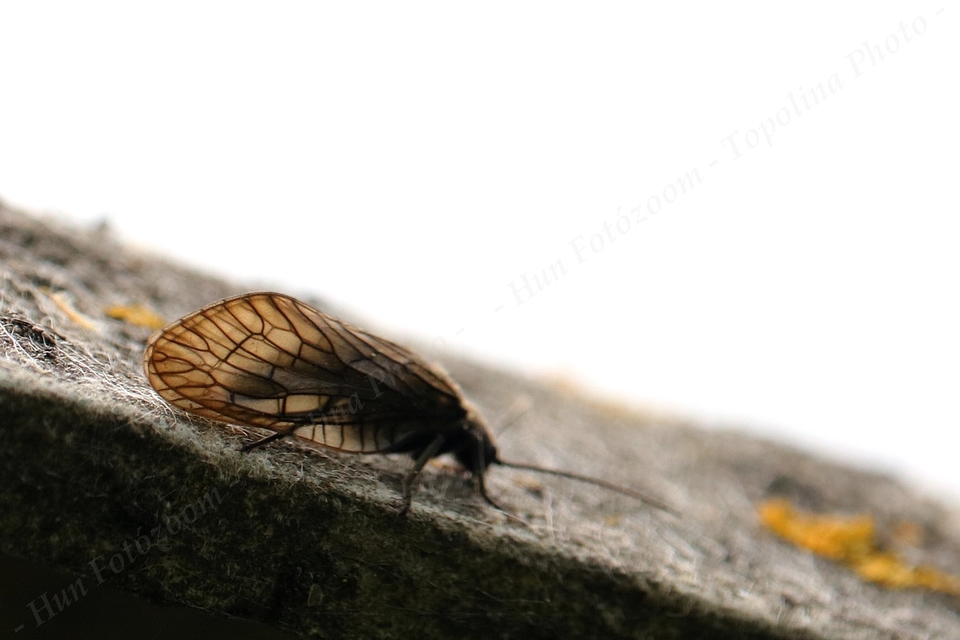 Sialidae