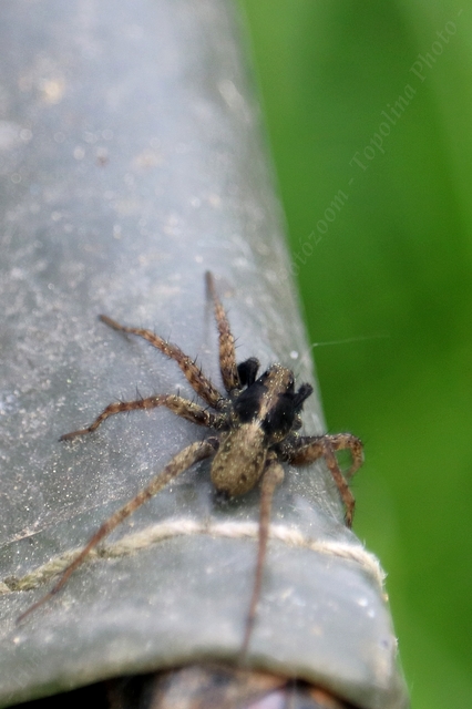 Pardosa