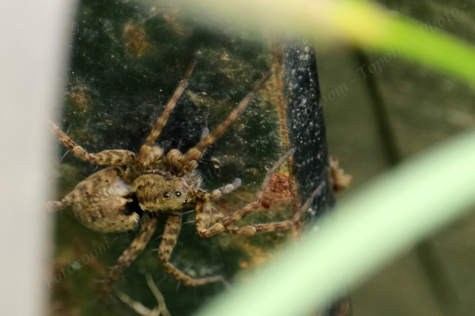 Pardosa