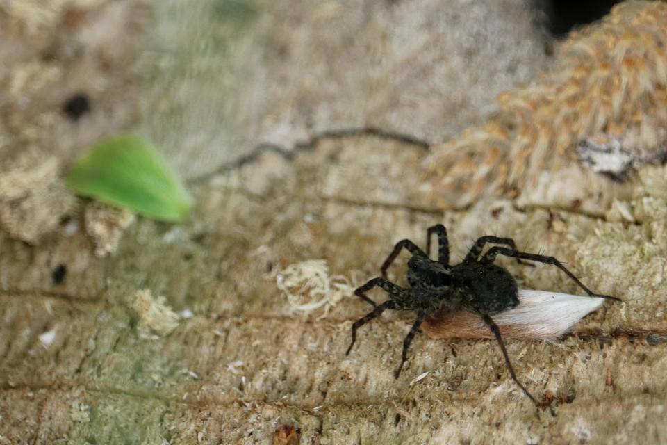 Pardosa