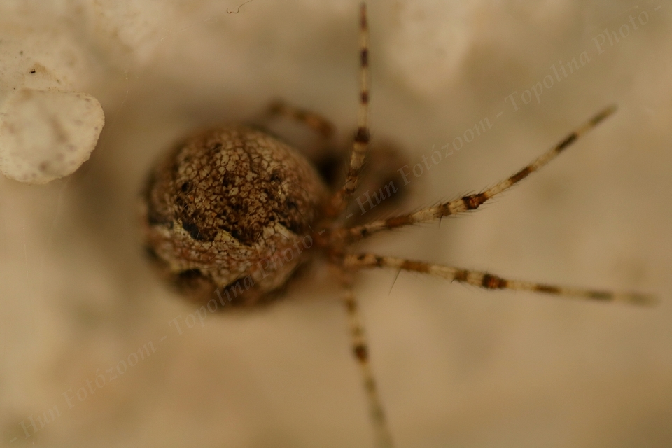 Theridion