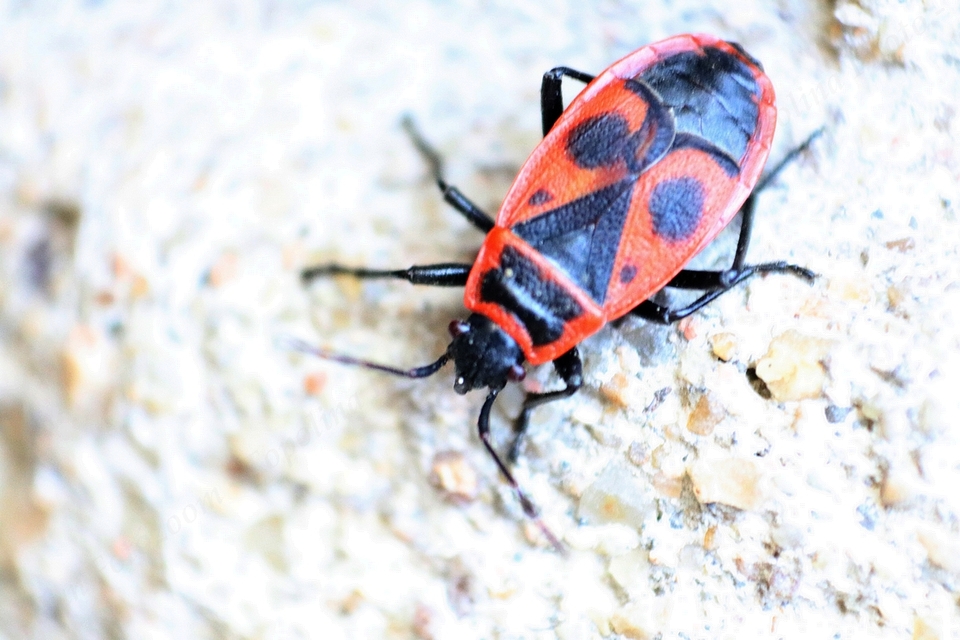 Pyrrhocoris apterus - verőköltő poloska