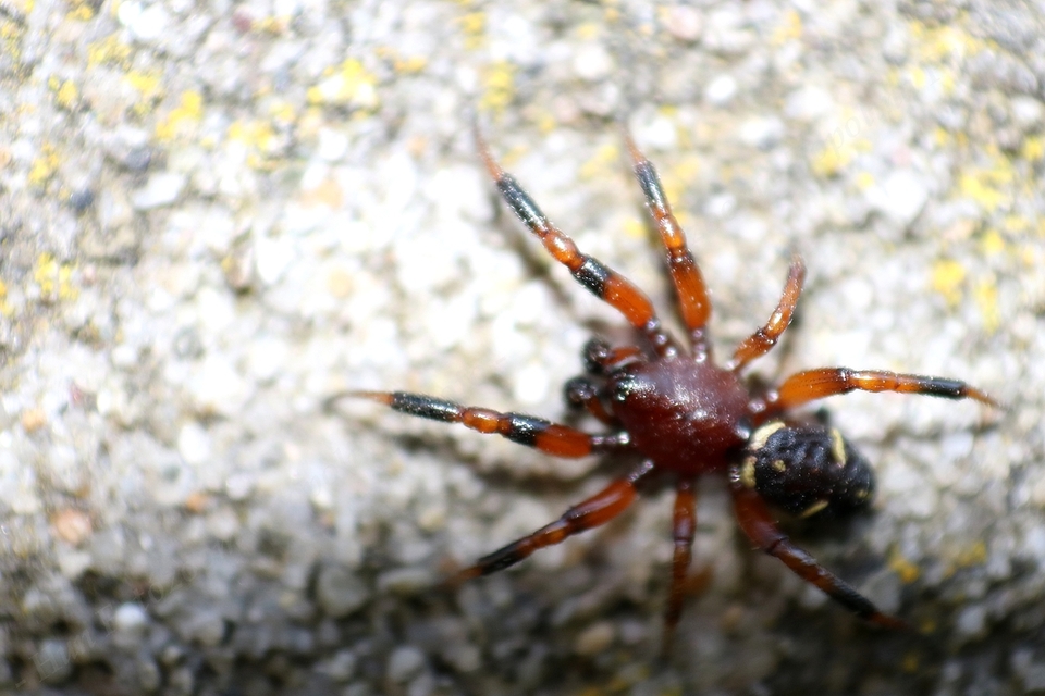 Asagena phalerata/meridionalis