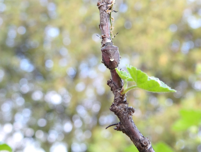 Holcostethus sphacelatus - holdas címerespoloska Holcostethus sphacelatus - holdas címerespoloska