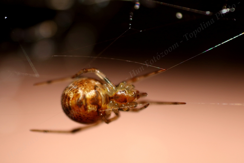Parasteatoda