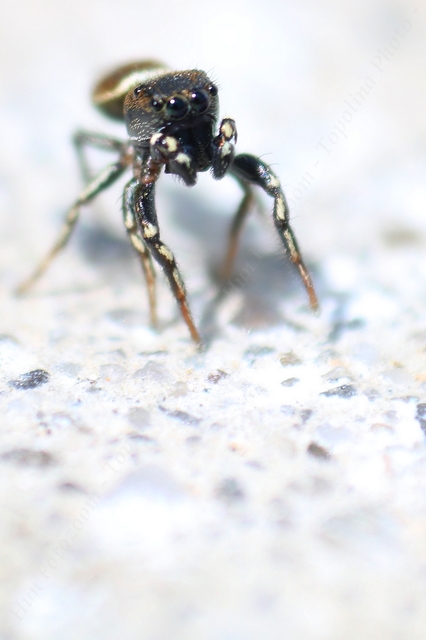 Heliophanus kochii - négypettyes ugrópók