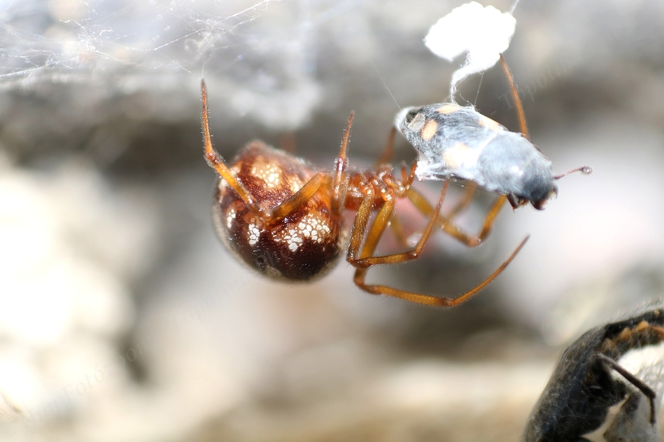 Steatoda triangulosa - háromszöges faggyúpók