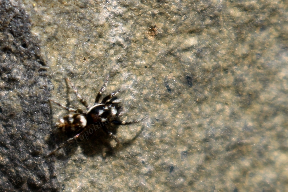 Salticus