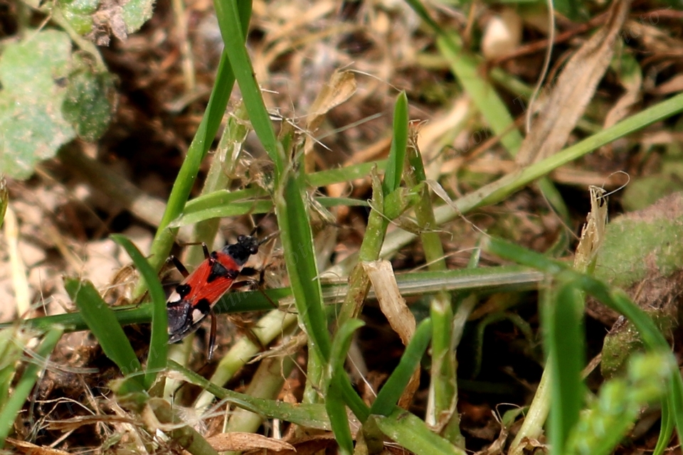 Beosus quadripunctatus - pettyes homokibodobács