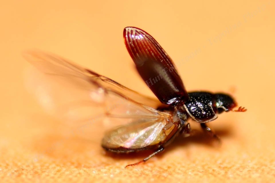 Pleurophorus caesus - hengeres trágyabogár