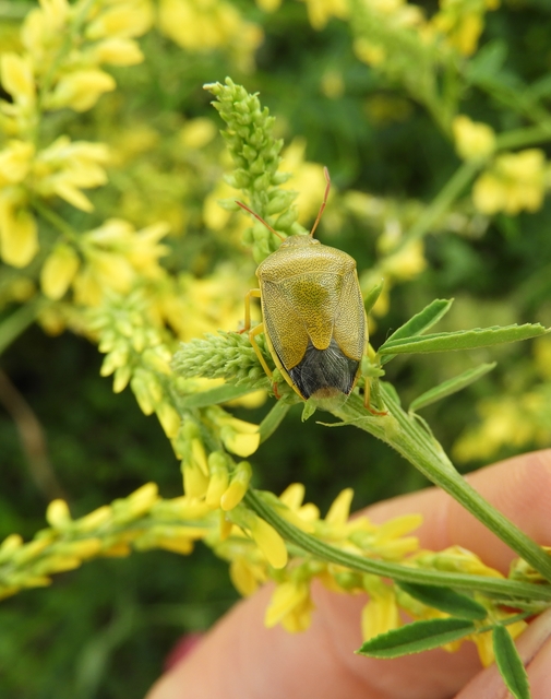 Piezodorus lituratus - bíboros címerespoloska Piezodorus lituratus - bíboros címerespoloska