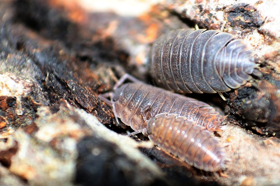 Trachelipus rathkii - közönséges márványosászka