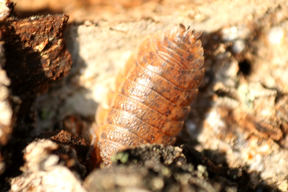 Trachelipus