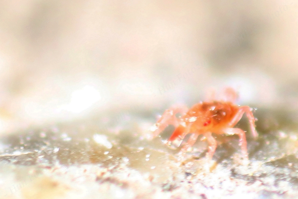 Bdellidae