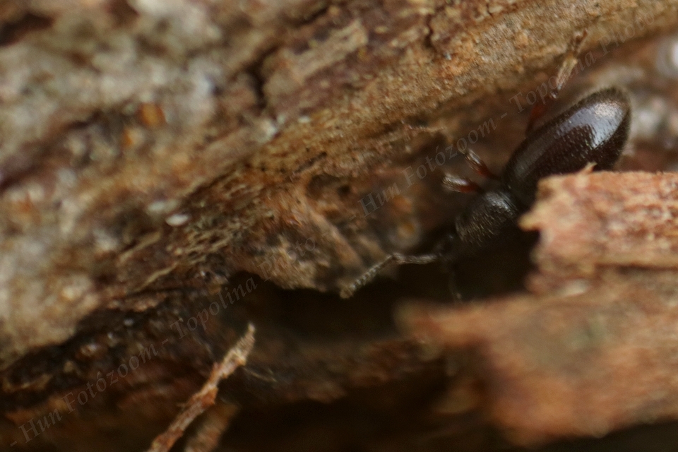 Stomodes gyrosicollis - gyökérlakó ormányos