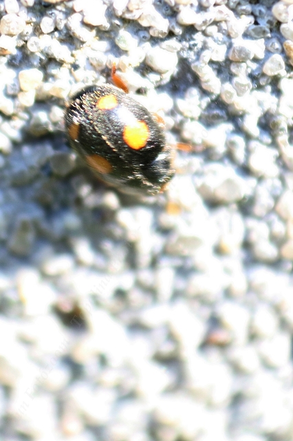 Platynaspis luteorubra - négypettyes szerecsenkata
