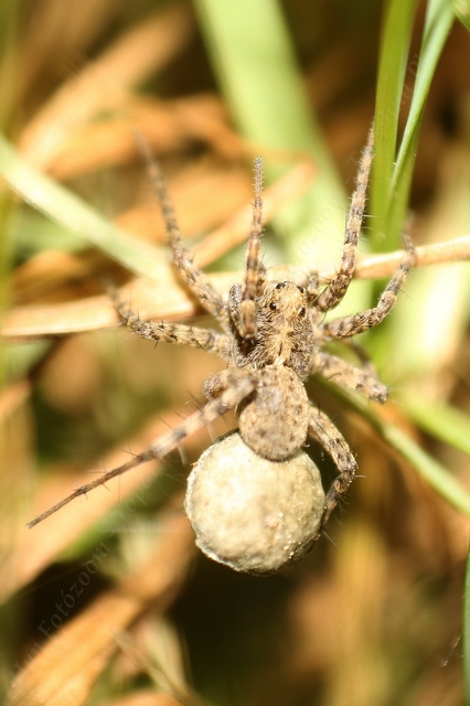 Pardosa