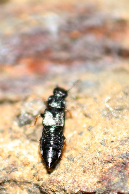 Anotylus Anotylus