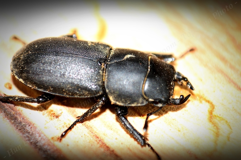 Dorcus parallelipipedus - kis szarvasbogár