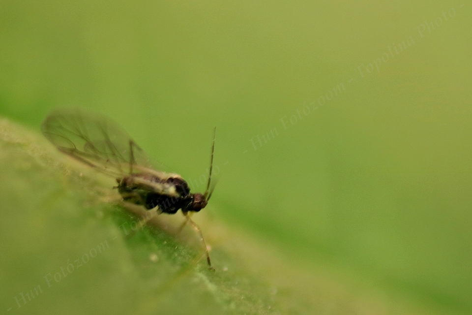 Aphididae - valódi levéltetvek