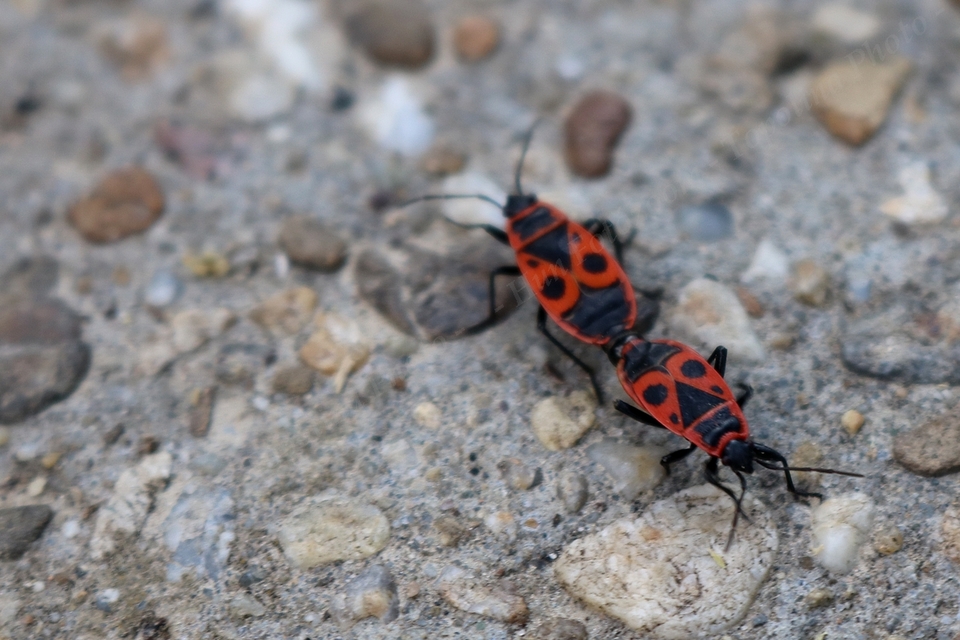 Pyrrhocoris apterus - verőköltő poloska