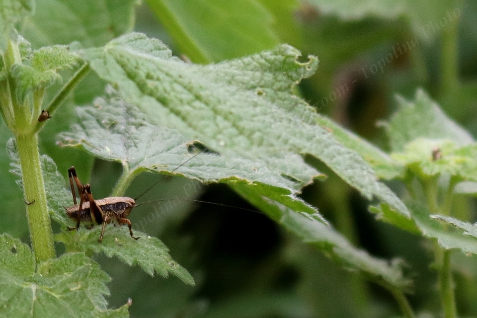 Pholidoptera griseoaptera - szürke avarszöcske