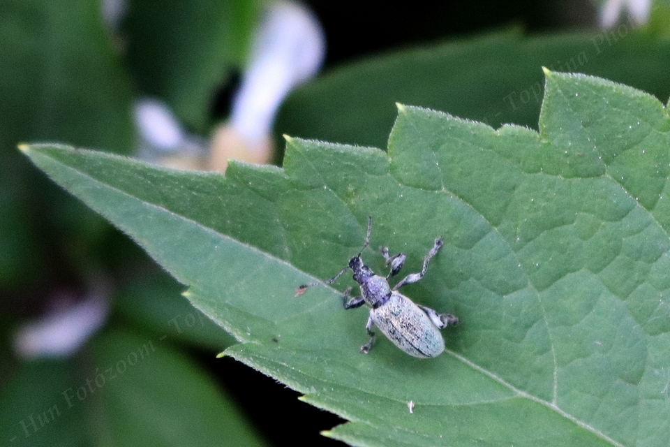Phyllobius Phyllobius