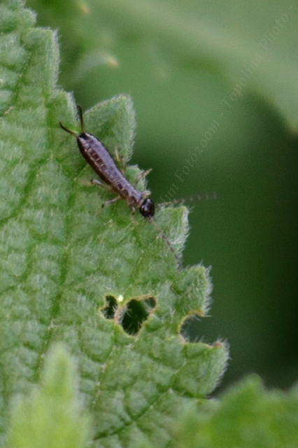 Forficula auricularia - közönséges fülbemászó