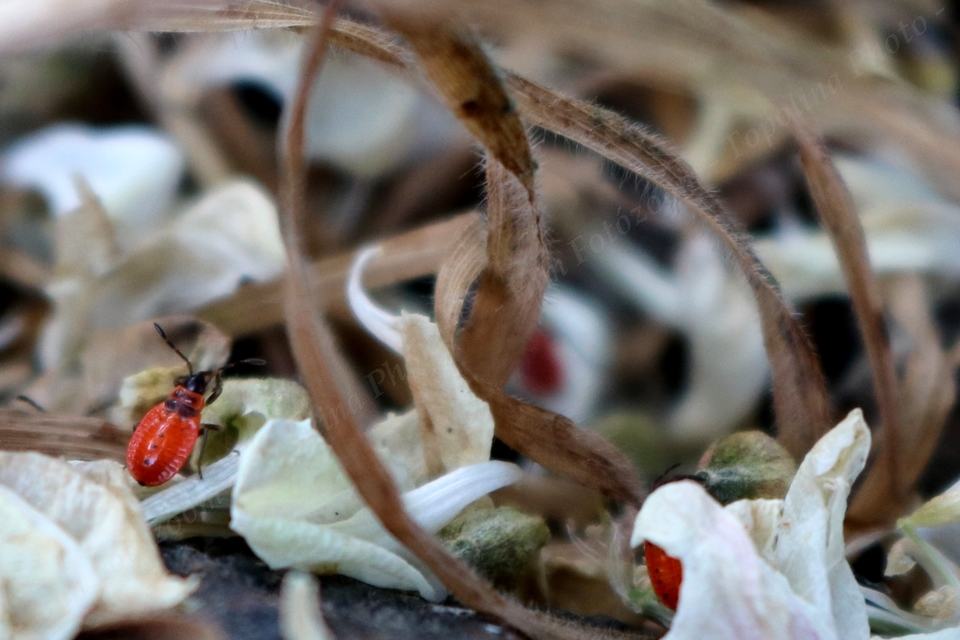 Pyrrhocoris apterus - verőköltő poloska