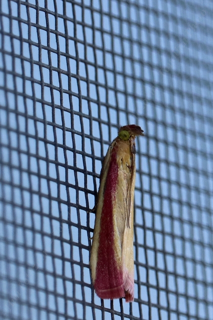Oncocera semirubella - lucernamoly