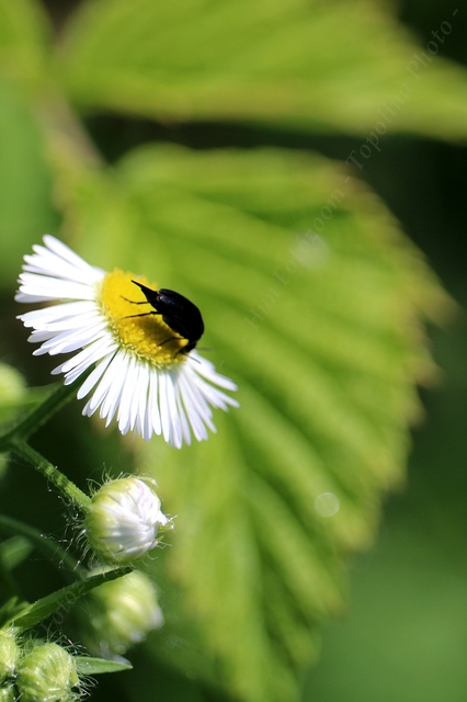 Mordellidae - marókafélék