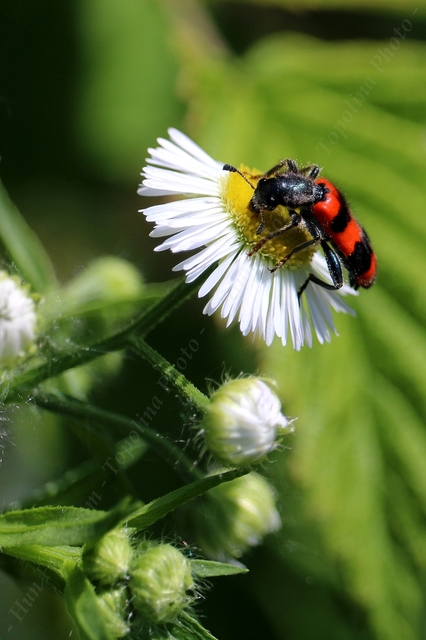 Trichodes apiarius - szalagos méhészbogár