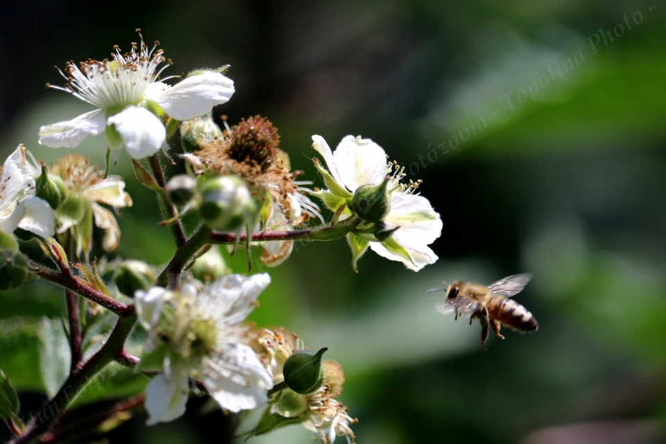 Apis mellifera - háziméh