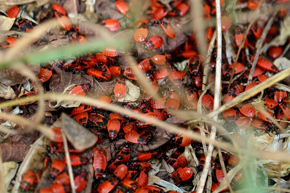 Pyrrhocoris apterus - verőköltő poloska