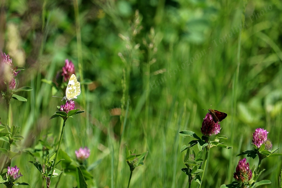 Pontia edusa - rezedalepke