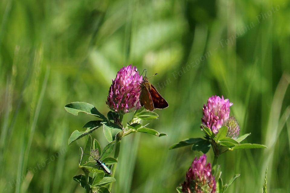 Ochlodes sylvanus - erdei busalepke