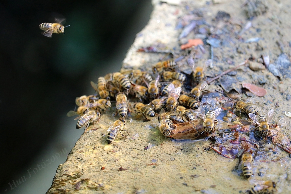 Apis mellifera - háziméh
