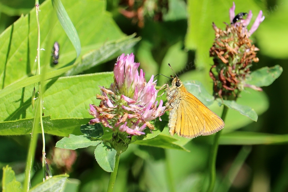 Ochlodes sylvanus - erdei busalepke