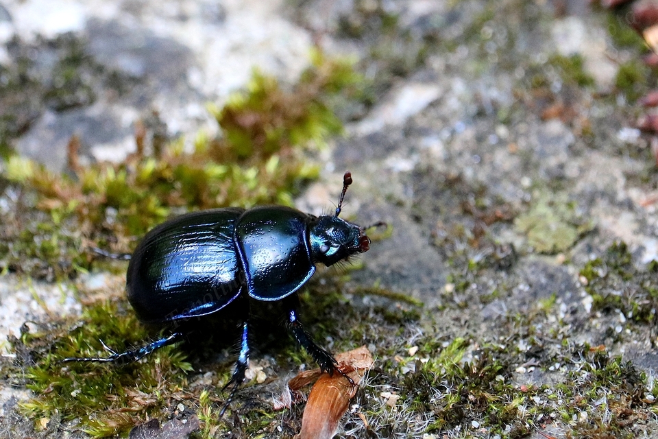 Anoplotrupes stercorosus - erdei álganéjtúró