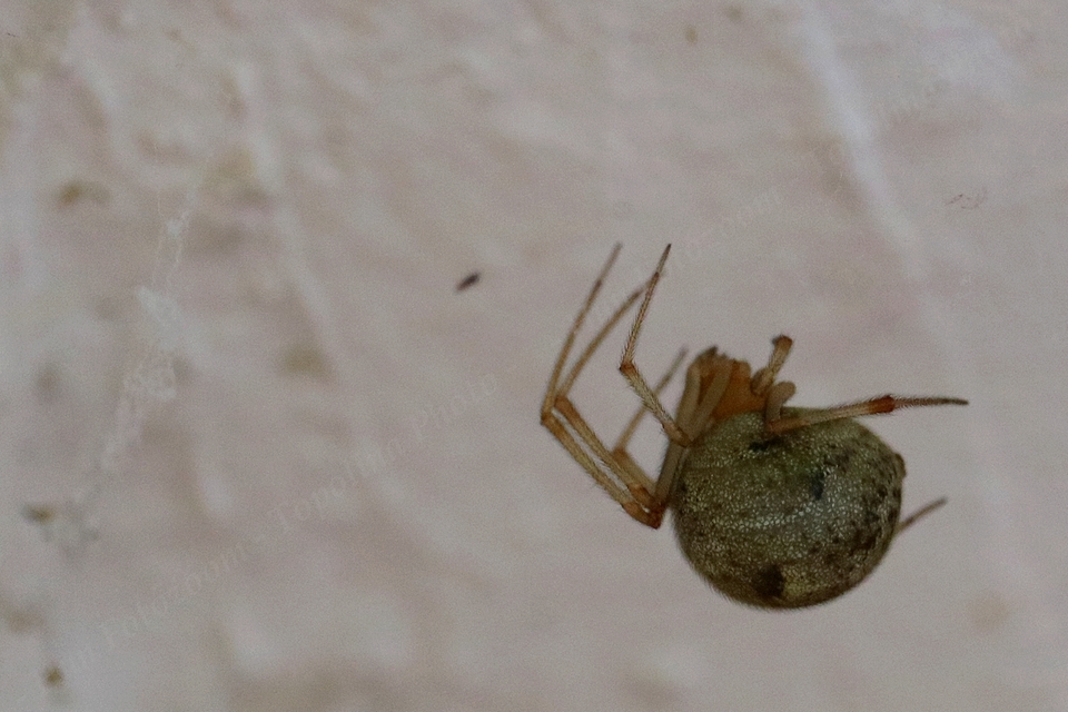Parasteatoda
