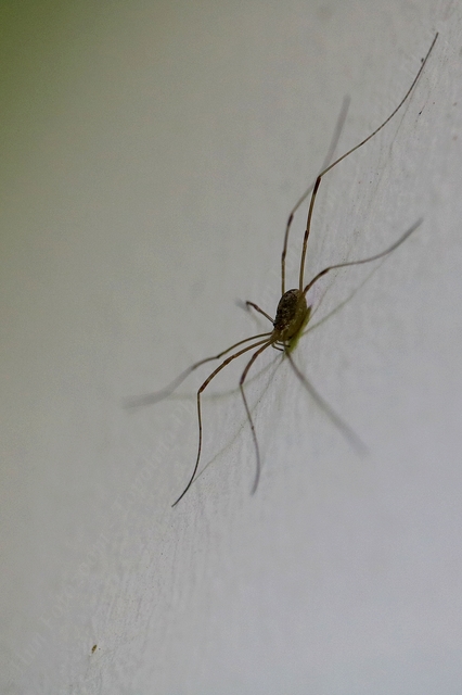 Opilio